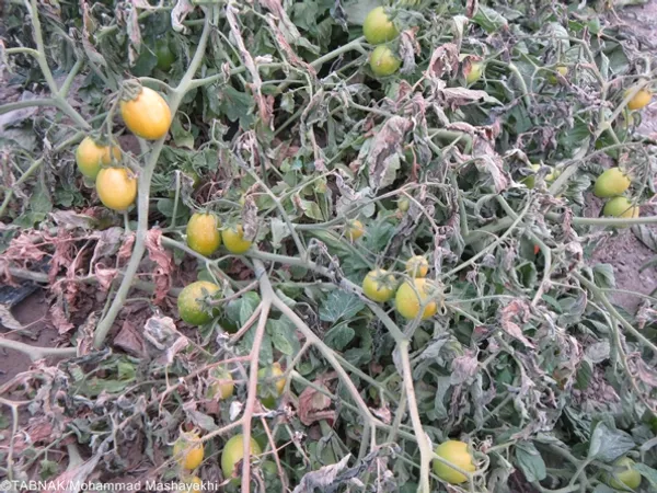 از بین رفتن گوجه فرنگی به دلیل سرمازدگی