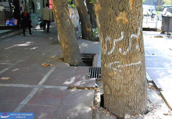 استفاده از تنه درخت بجای تابلو راهنما!