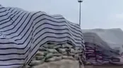 تصاویر حجم عظیم دپوی برنج در بیابان