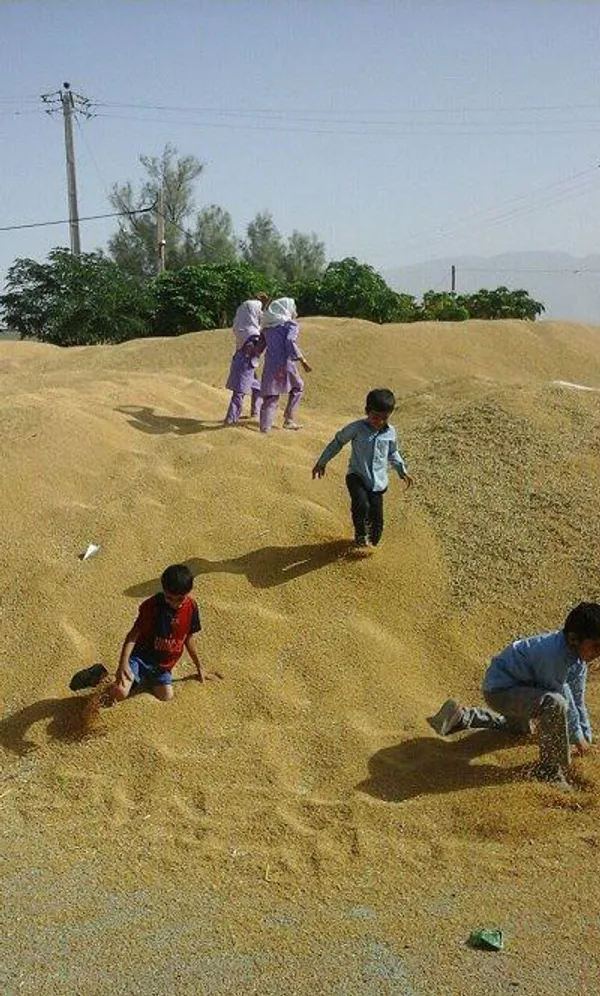 گندم