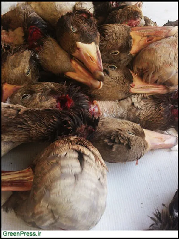 بخش کوچکی از صید روزانه &laquo;غاز خاکستری&raquo;؛ روزانه ٣٠٠ تا ٥٠٠ غاز خاکستری در این منطقه صید می&zwnj;شوند و در این بازار به فروش می&zwnj;رسند.