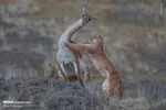 تابناک