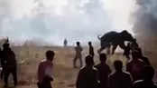 لحظات حمله مرگبار فیل نر با 22 کشته!