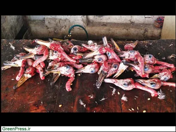 انواع اردک&zwnj;های وحشی
