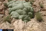 تابناک