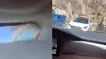 لحظه تصادف وحشتناک شاخ به شاخ