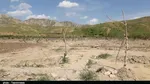 باغات انجیر