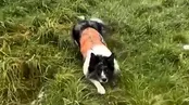 قدرت بویایی شگفت انگیز سگ بردر کولی