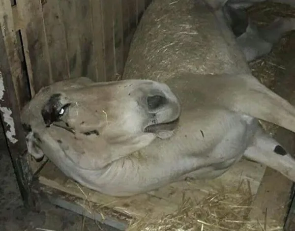 تابناک