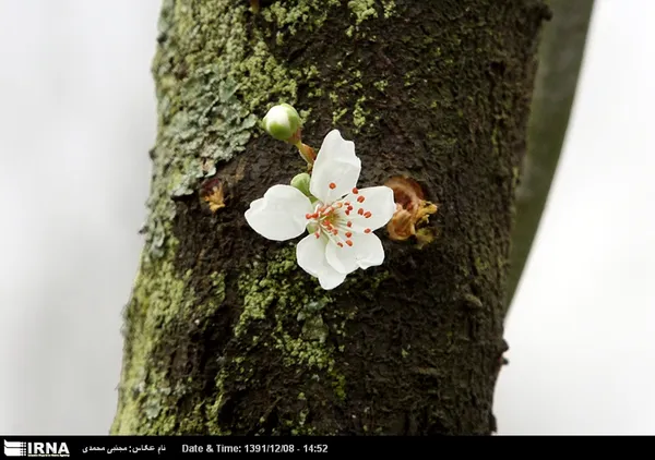 بهار مهمان درختان شده است، گیلان، سه شنبه ۸ اسفند۱۳۹۱