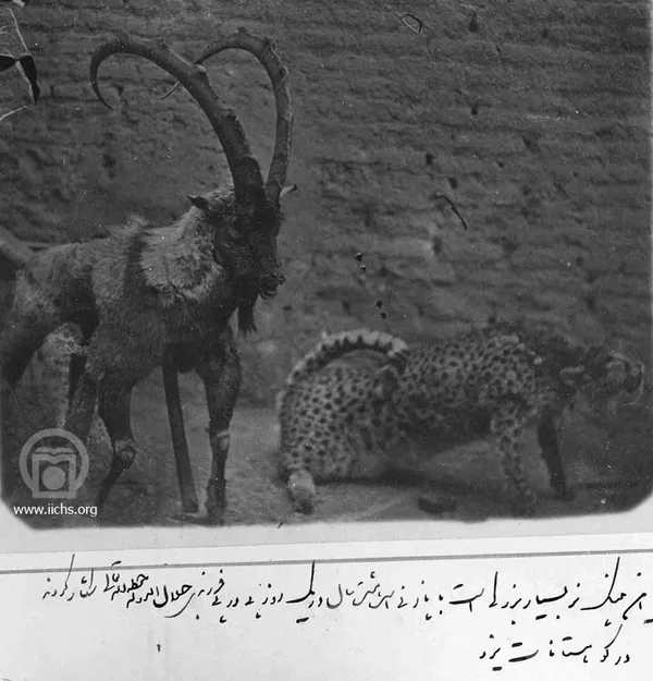 [533- 2ع]
نوشته ظل‌السلطان در زير اين عکس چنين است: اين پلنگ نر بسيار بزرگي است با پاژني است هشت سال در يک روز پي در پي فرزندي جلال‌الدوله حفظ‌‌‌الله تعالي شکار کردند، در کوهستانات يزد