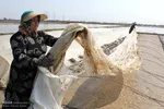 بانوی شالیکار