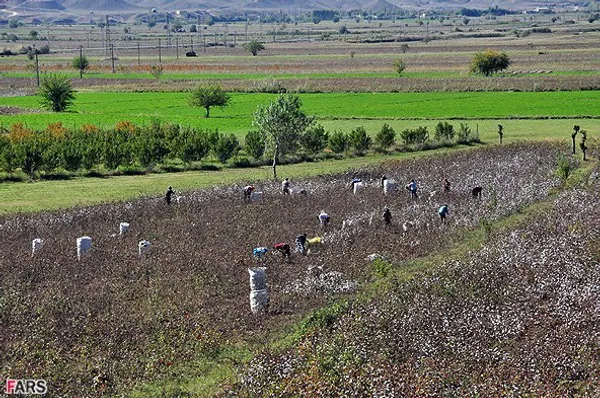 برداشت پنبه از مزرعه روستای جعفر قلی اوشاقی در آذربایجان شرقی