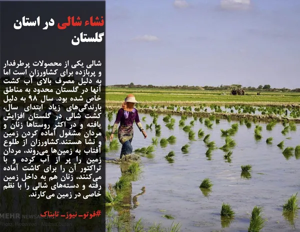 شالی یکی از محصولات پرطرفدار و پربازده برای کشاورزان است اما به دلیل مصرف بالای آب کشت آنها در گلستان محدود به مناطق خاص شده بود. سال ۹۸ به دلیل بارندگی&zwnj;های زیاد ابتدای سال، کشت شالی در گلستان افزایش یافته و در اکثر روستاها زنان و مردان مشغول آماده کردن زمین و نشا هستند.کشاورزان از طلوع آفتاب به زمین&zwnj;ها می&zwnj;روند، مردان زمین را پر از آب کرده و با تراکتور آن را برای کاشت آماده می&zwnj;کنند، زنان هم به داخل زمین رفته و دسته&zwnj;های شالی را با نظم خاصی در زمین می&zwnj;کارند.
