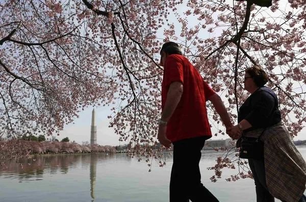 شکوفه&zwnj;های گیلاس این بار در واشنگتن
