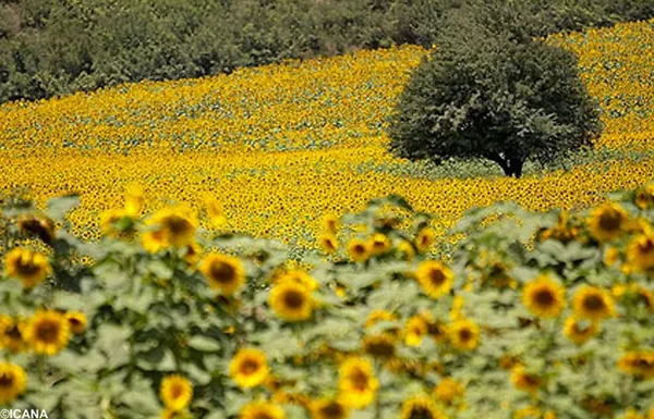 تخمه آفتابگردان خوی