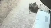 نبرد جسورانه سگ خانگی با پلنگ را ببینید