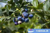 مزرعه بلوبری؛ طعم تازه‌ای از کشاورزی نوین در ایران