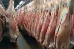 امنیت عرضه یا امنیت غذایی؟/ خطر ورود گوشت‌های فاسد تحت پوشش بسته جدید !