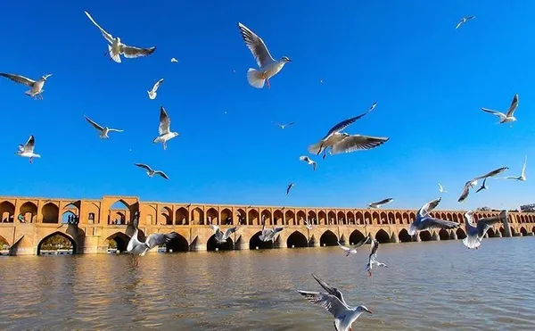 زاینده رود میزبان پرندگان مهاجر - اصفهان./TASNIM
