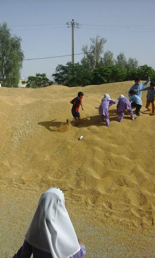 گندم