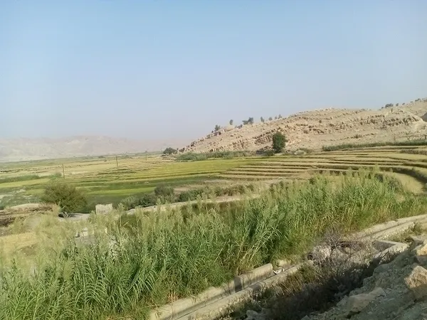 شالیزار