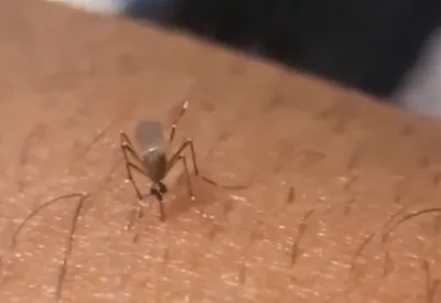 حرکت جنون آمیز یک شهروند در مواجهه با پشه تب دنگی