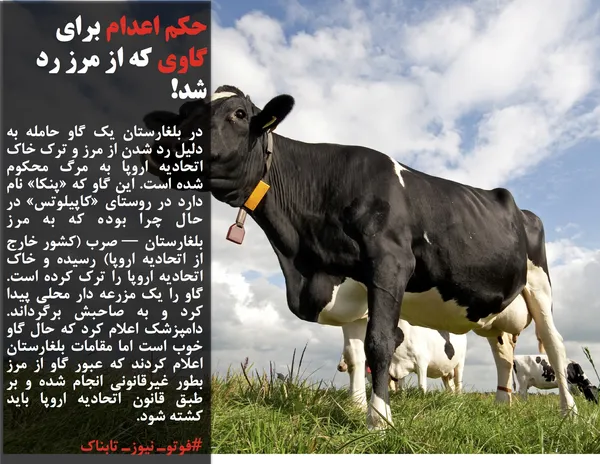 در بلغارستان یک گاو حامله به دلیل رد شدن از مرز و ترک خاک اتحادیه اروپا به مرگ محکوم شده است. این گاو که &laquo;پنکا&raquo; نام دارد در روستای &laquo;کاپیلوتس&raquo; در حال چرا بوده که به مرز بلغارستان &mdash; صرب (کشور خارج از اتحادیه اروپا) رسیده و خاک اتحادیه اروپا را ترک کرده است. گاو را یک مزرعه دار محلی پیدا کرد و به صاحبش برگرداند. دامپزشک اعلام کرد که حال گاو خوب است اما مقامات بلغارستان اعلام کردند که عبور گاو از مرز بطور غیرقانونی انجام شده و بر طبق قانون اتحادیه اروپا باید کشته شود.
