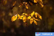 عکس: طبیعت پاییزی طارم در استان زنجان