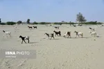 تابناک.