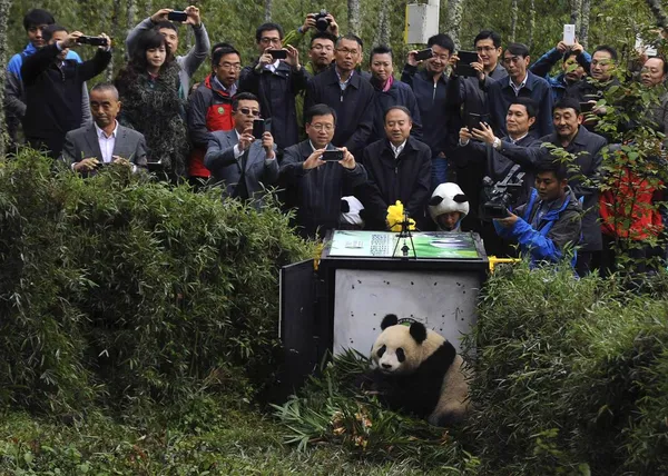 بازگشت پاندا به طبیعت توسط چینی ها./CHINA DAILY VIA REUTERS

