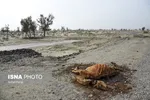 تابناک.