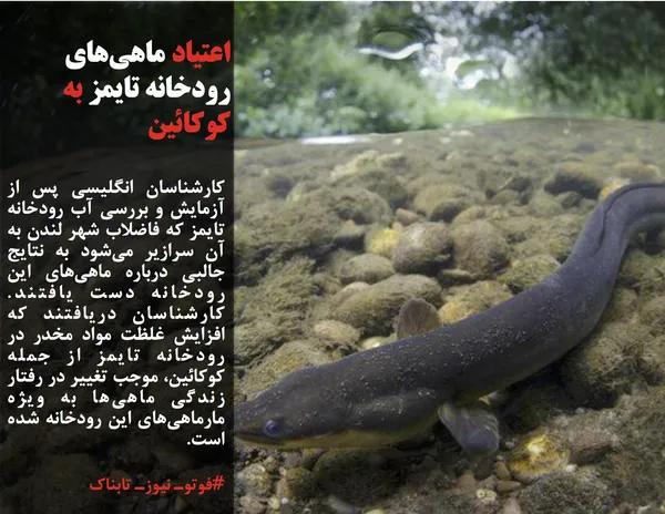 کارشناسان انگلیسی پس از آزمایش و بررسی آب رودخانه تایمز که فاضلاب شهر لندن به آن سرازیر می&zwnj;شود به نتایج جالبی درباره ماهی&zwnj;های این رودخانه دست یافتند. کارشناسان دریافتند که افزایش غلظت مواد مخدر در رودخانه تایمز از جمله کوکائین، موجب تغییر در رفتار زندگی ماهی&zwnj;ها به ویژه مارماهی&zwnj;های این رودخانه شده است. 
