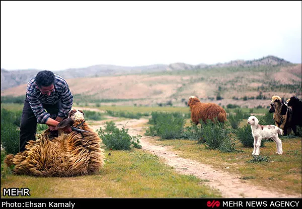 زندگی کوچ&zwnj;نشینی ایل باچوانلو خراسان شمالی