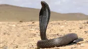 پرتاب زهر توسط مار کبرا