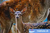 احیای «مارال» در اَهَر