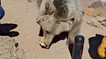تصاویر صبحانه خرس با کوهنوردان اردبیلی