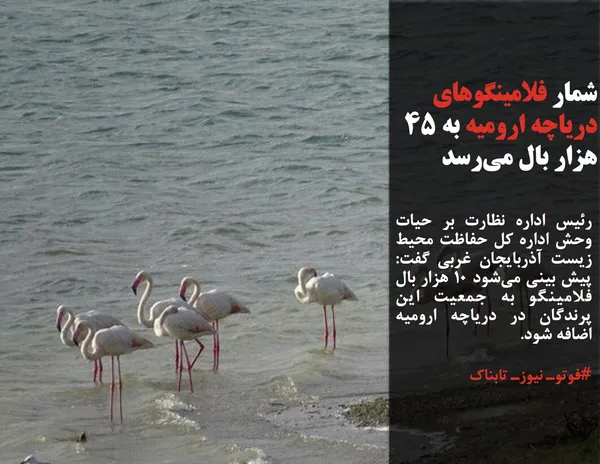 رئیس اداره نظارت بر حیات وحش اداره کل حفاظت محیط زیست آذربایجان غربی گفت: پیش بینی می&zwnj;شود ۱۰ هزار بال فلامینگو به جمعیت این پرندگان در دریاچه ارومیه اضافه شود.

