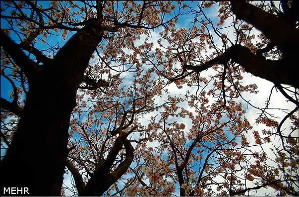 شکوفه های بهاری در استان قم