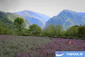 عکس: برداشت گل گاو زبان در رودسر