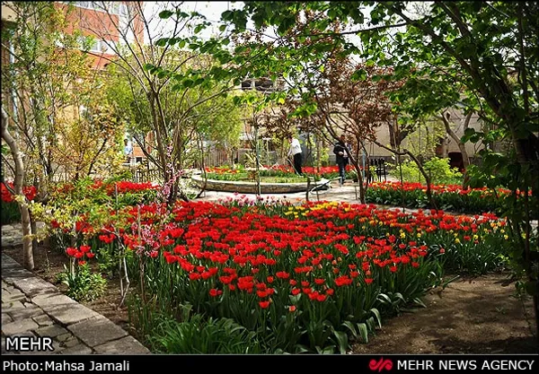 صادق اقدمی فرد، یک شهروند طبیعت دوست و خوش ذوق تبریزی، برای چندمین سال پیاپی با پرورش ده هزار بوته گل لاله ایرانی، منزل مسکونی خود را به یک باغ گل تبدیل کرده است.