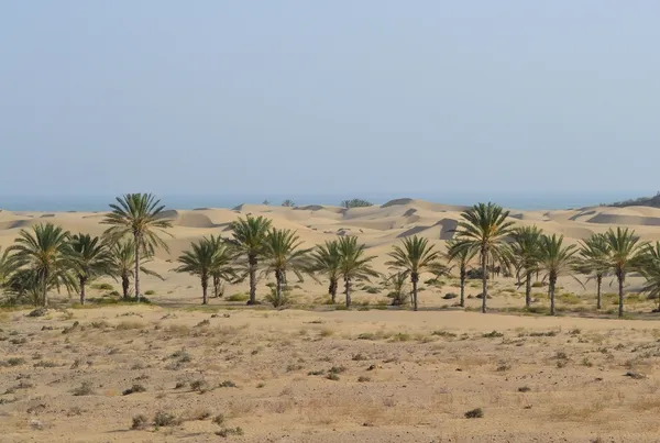 عکس شمار ه 3 : سواحل روستای تنگ