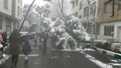افتادن درخت در یکی از میدان های نارمک