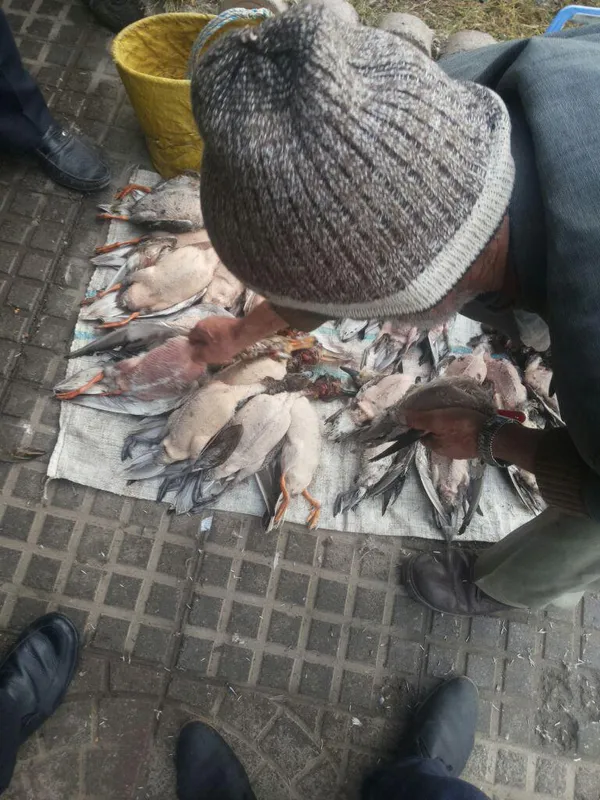 تابناک