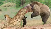 ژن یوزپلنگ و خرس قهوه‌ای ذخیره‌سازی شد