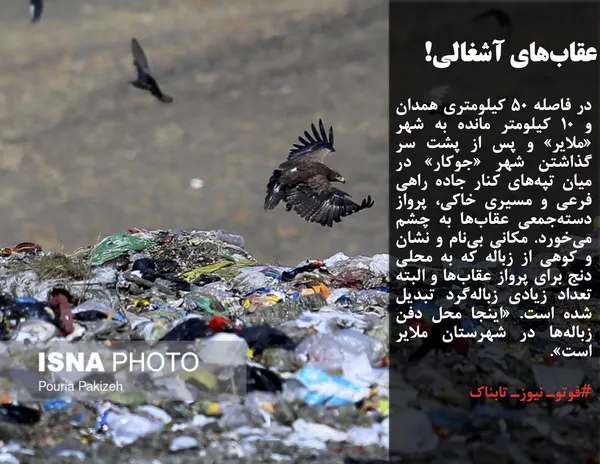 در فاصله ۵۰ کیلومتری همدان و ۱۰ کیلومتر مانده به شهر &laquo;ملایر&raquo; و پس از پشت سر گذاشتن شهر &laquo;جوکار&raquo; در میان تپه&zwnj;های کنار جاده راهی فرعی و مسیری خاکی، پرواز دسته&zwnj;جمعی عقاب&zwnj;ها به چشم می&zwnj;خورد. مکانی بی&zwnj;نام و نشان و کوهی از زباله که به محلی دنج برای پرواز عقاب&zwnj;ها و البته تعداد زیادی زباله&zwnj;گرد تبدیل شده است. &laquo;اینجا محل دفن زباله&zwnj;ها در شهرستان ملایر است&raquo;. به گفته معاون فرماندار ملایر، محل دفن زباله در شهر ملایر استاندارد وجود ندارد و روستاهای اطراف در این زمینه اظهار نارضایتی دارند؛ بنابراین باید روند مکان&zwnj;گُزینی و دفن بهداشتی و استانداردسازی زباله&zwnj;های شهر ملایر سرعت گیرد. در ناحیه فعلی به علت منابع غذایی و کثرت جوندگان، با عقاب&zwnj;های دشتی مواجه هستیم و امکان تغییر زیست&zwnj;بوم عقاب&zwnj;ها وجود ندارد اما با تغییر سایت پسماند ملایر، می&zwnj;توان شاهد بهبود زیست&zwnj;بوم عقاب&zwnj;ها بود.

