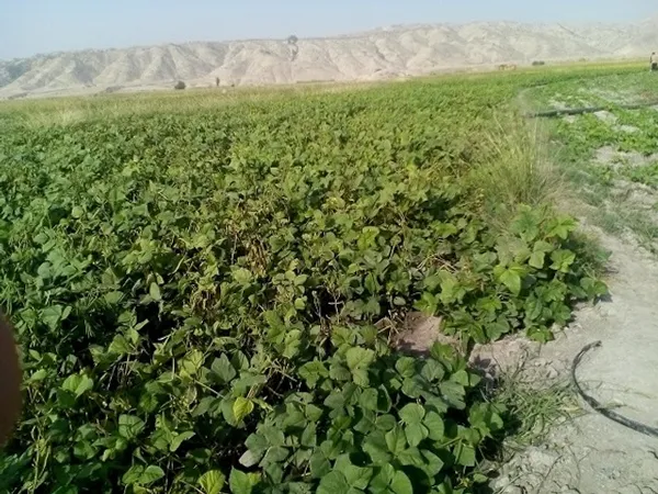 کشاورزی