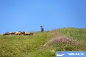 عکس: هزارجریب، سرزمینی در ارتفاعات