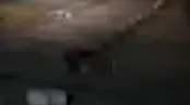 لحظات حمله گرگ به دانشجو در محوطه دانشگاه زنجان