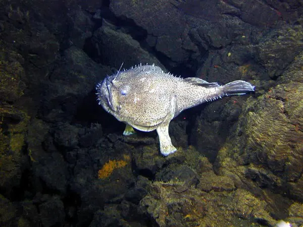 ماهی ماهی گیر